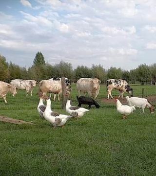 VINDEVOGHEL HOEVE FOTO