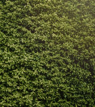 Pexels min an 785336