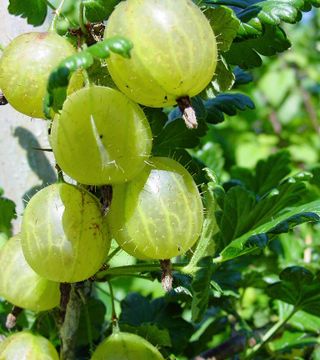 Kruisbes