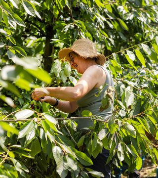 KERSENPLUK HOEVE MATHIEU 100 W VLAAMS 2025 Ateljé D Jan D Hondt 1 G3 A5883