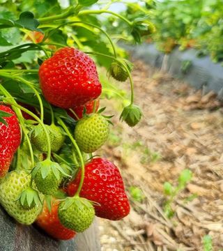 Aardbei serres