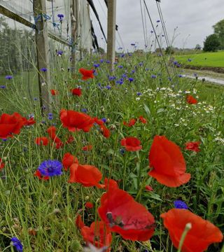 Bloemen4