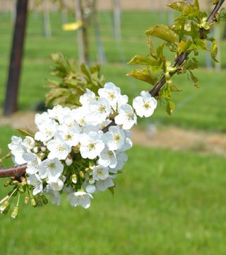 Eind april 2013 6