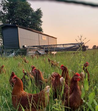 Kippenstalzonsondergang Weiland Eitjes