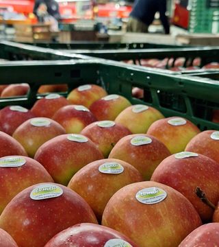 Jonagold stickers lembi sorteren square