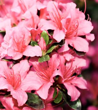 Pexels claudia zuidema 1082162