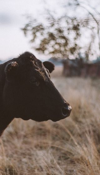 Pexels spencer selover 775412