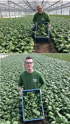 Phthijs