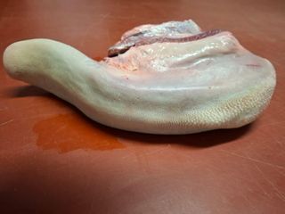 IMG 20250220 rundstong