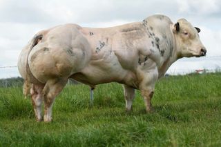 Avicii de mahoney bb9725