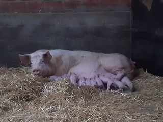 Zeug en biggen in stro