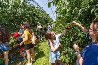 KERSENPLUK HOEVE MATHIEU 100 W VLAAMS 2025 Ateljé D Jan D Hondt RL5 A6080