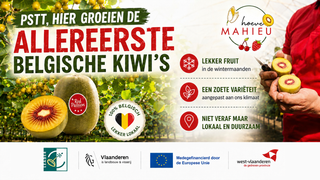 Kiwi banner