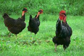 Zwartpootkip counu noir