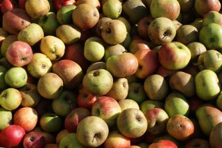 Appels