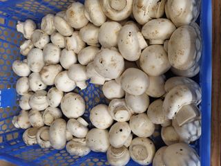 W champignon