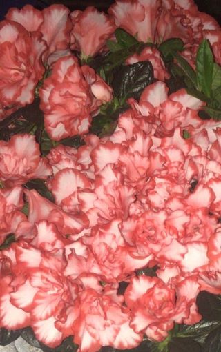 azalea zalm