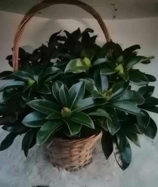 rhododendron in mand