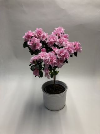 azalea stam roze