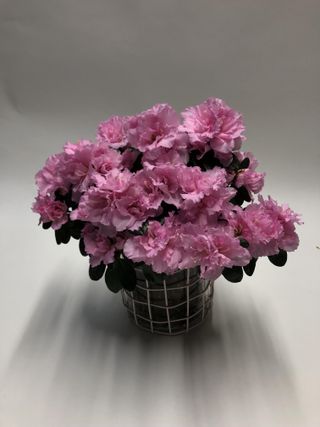 Imini azlea roze