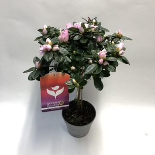 stam azlea roze