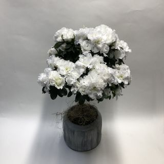 azalea stam wit
