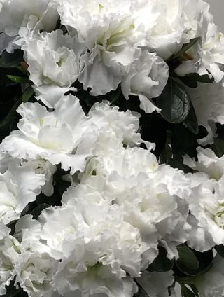 IMG 4997