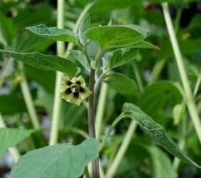 004790 ananaskers coztomatl