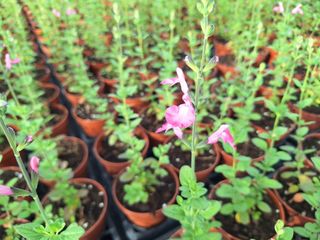 17147517282935518853918408551220