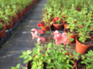 17147519012441734970124638533097