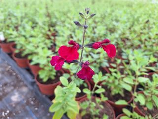 171475197039837142409171945747