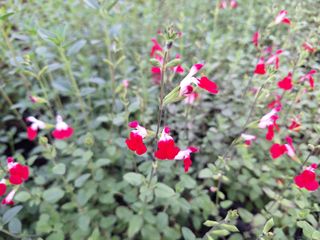 17147521032882734784896247982767