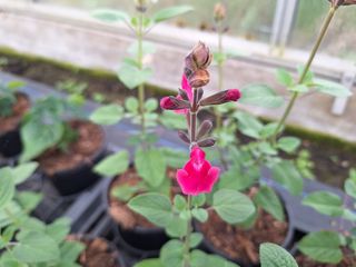 17147522668132201526167716827950