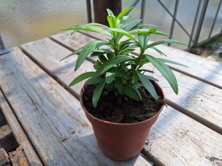 17150818288201780816333664582446