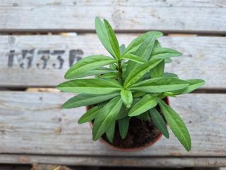 17150820405216050488264895734570