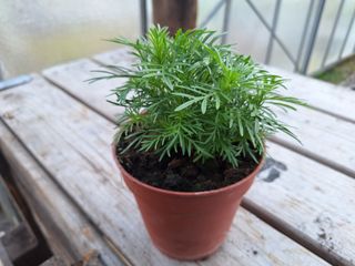 17150829515178125465397415940784