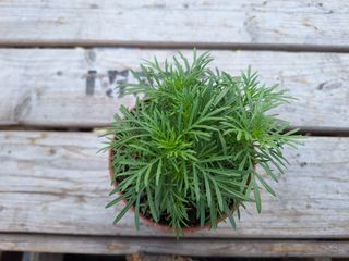 17150829941094633781978646246013