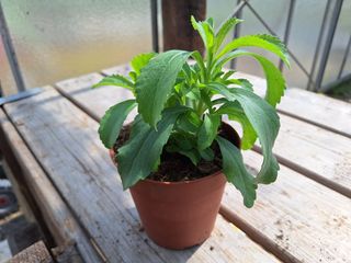 17150830942518902610094647205142