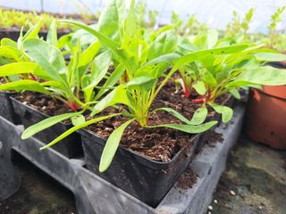 17743478844962953823678607209925