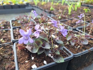 17743479565353293292095561558117