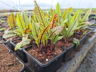 17743480310647804933303584671