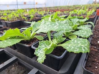 17743480767633919348642753448248