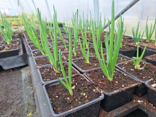 17743481324394867950121078898700