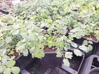 17764386657968339470535125937939