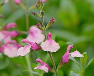 1 Salvia Delice Gold and Wine 845x684