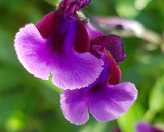 1 Salvia Oriental Dove 845x684