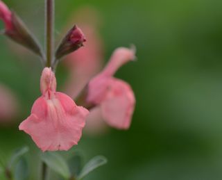 1 Salvia mirophylla Papajan 845x684