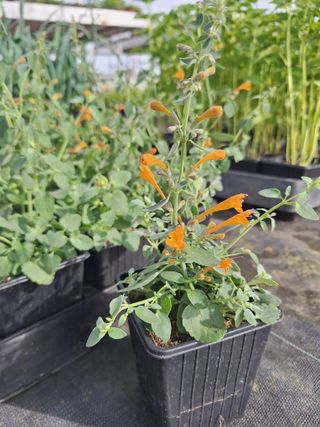 Dropplant Apricot Sprite