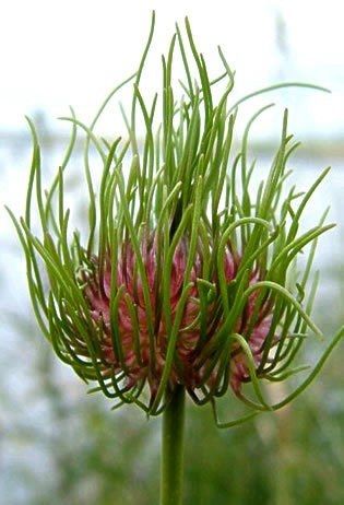 306030 wilde uitjes kraailook