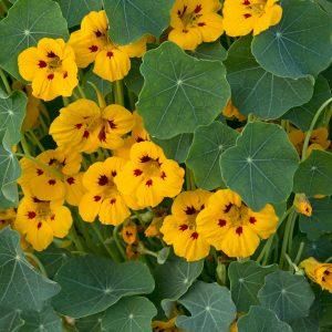 Oost indische kers tip top gold